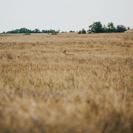 Апартаменти Dziki Las - Domki Na Drzewach Міломлин Екстер'єр фото